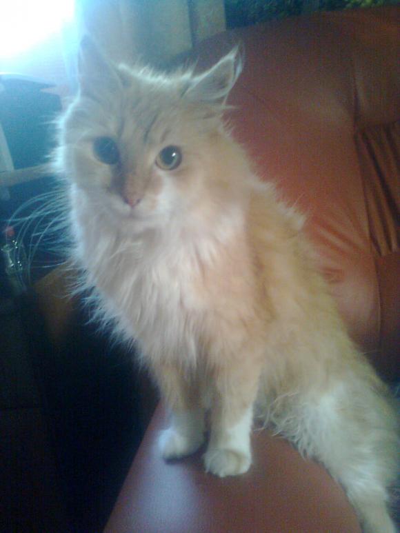 Duża porcja przyjemności. Chwalimy się kotami