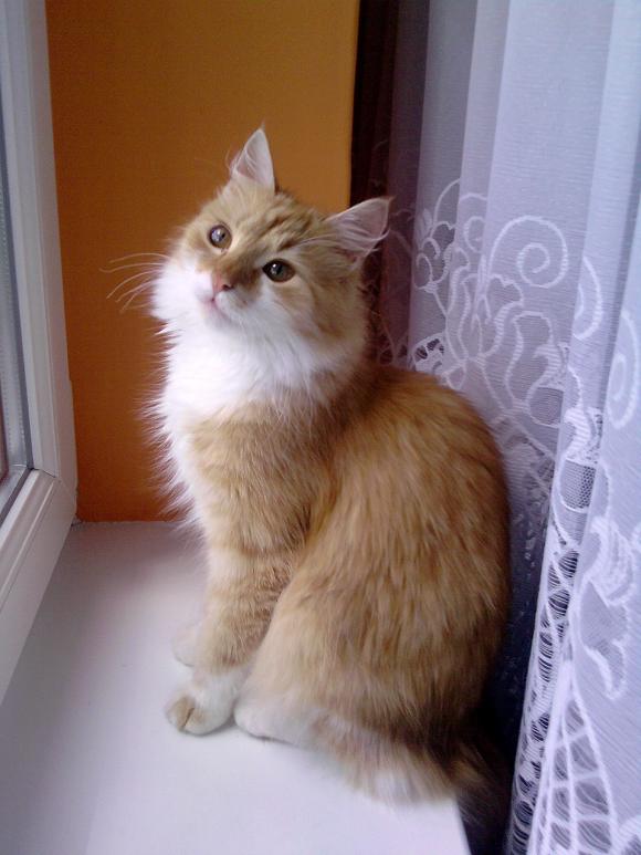 Duża porcja przyjemności. Chwalimy się kotami