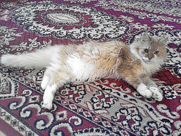 Duża porcja przyjemności. Chwalimy się kotami