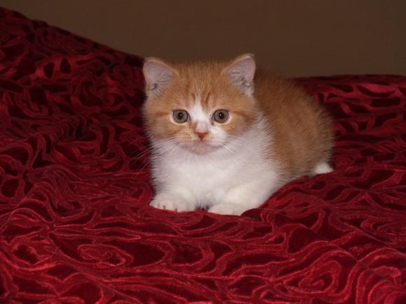 Duża porcja przyjemności. Chwalimy się kotami