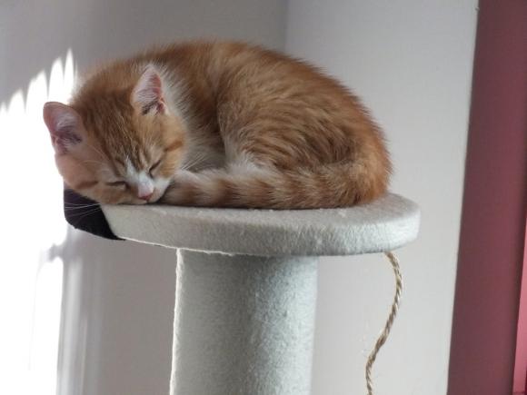 Duża porcja przyjemności. Chwalimy się kotami