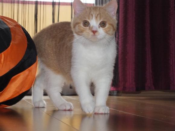 Duża porcja przyjemności. Chwalimy się kotami