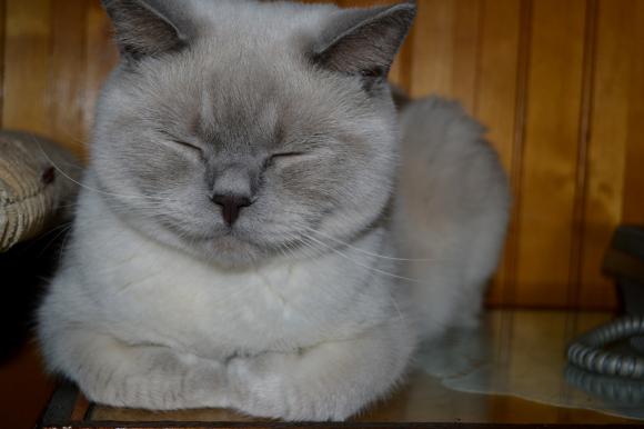 Duża porcja przyjemności. Chwalimy się kotami