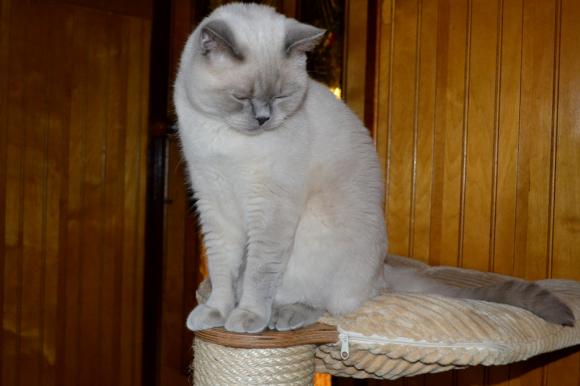 Duża porcja przyjemności. Chwalimy się kotami