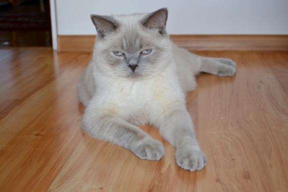 Duża porcja przyjemności. Chwalimy się kotami