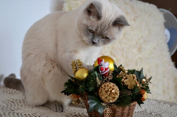 Duża porcja przyjemności. Chwalimy się kotami