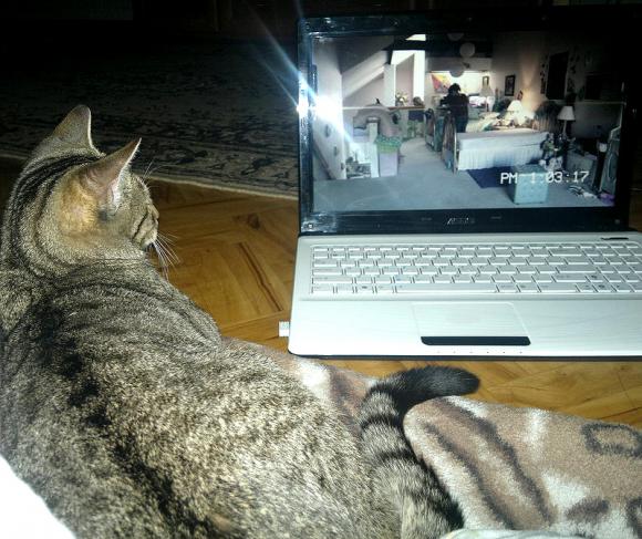 Duża porcja przyjemności. Chwalimy się kotami