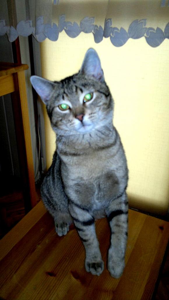 Duża porcja przyjemności. Chwalimy się kotami