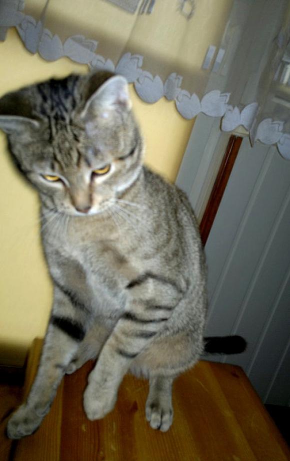 Duża porcja przyjemności. Chwalimy się kotami