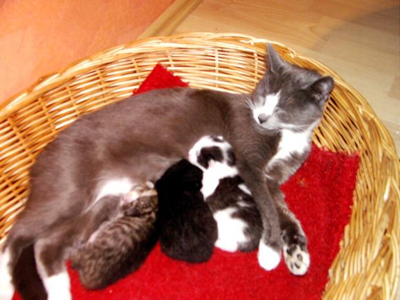 Duża porcja przyjemności. Chwalimy się kotami