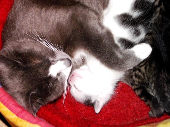 Duża porcja przyjemności. Chwalimy się kotami