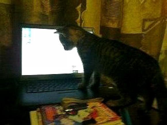 Duża porcja przyjemności. Chwalimy się kotami