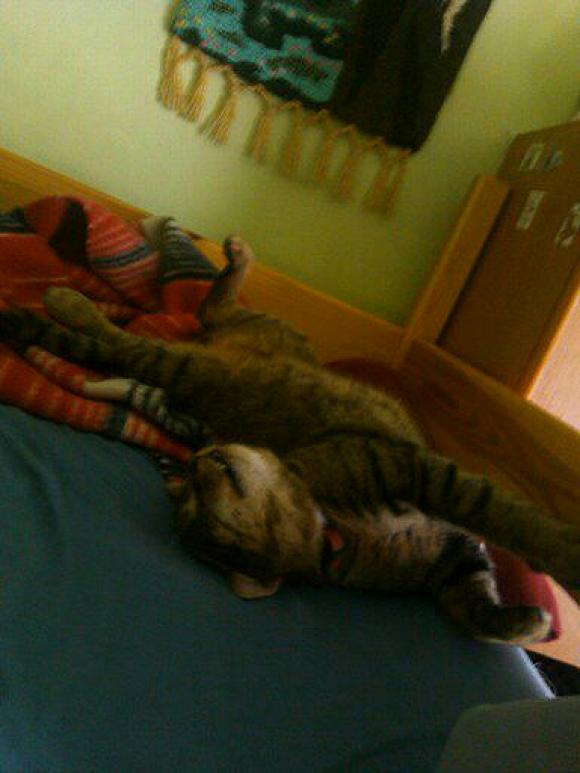 Duża porcja przyjemności. Chwalimy się kotami