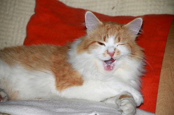 Duża porcja przyjemności. Chwalimy się kotami