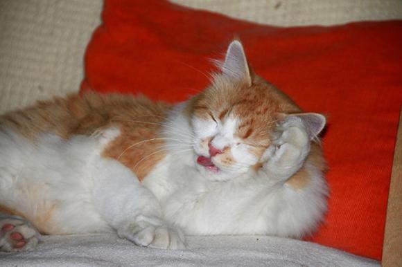 Duża porcja przyjemności. Chwalimy się kotami