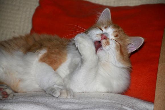 Duża porcja przyjemności. Chwalimy się kotami