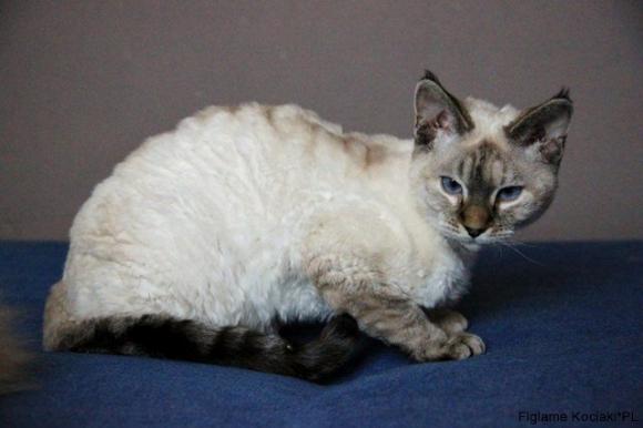 Niedzielne mruczaki. Będzie trudno wybrać NAJKOTA