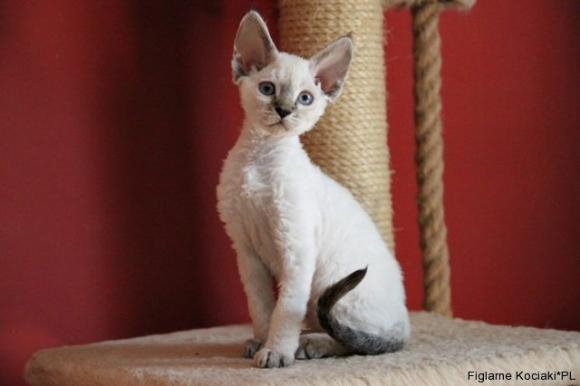 Niedzielne mruczaki. Będzie trudno wybrać NAJKOTA