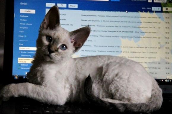 Niedzielne mruczaki. Będzie trudno wybrać NAJKOTA