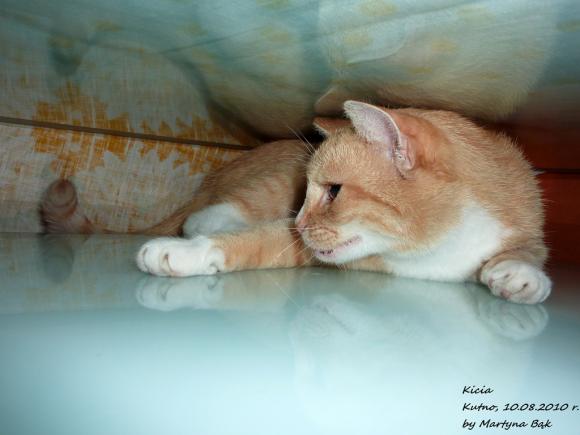 Niedzielne mruczaki. Będzie trudno wybrać NAJKOTA