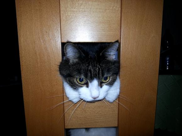 Niedzielne mruczaki. Będzie trudno wybrać NAJKOTA