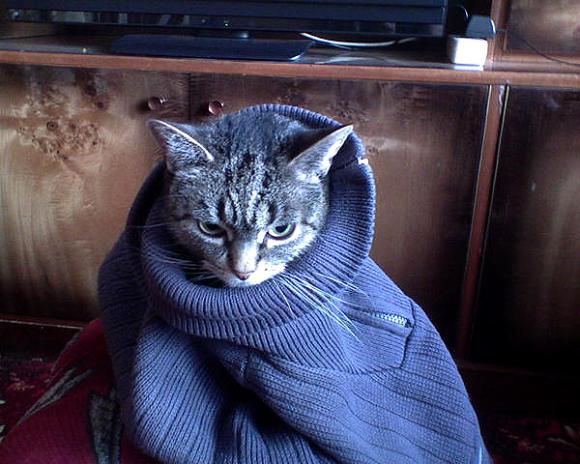 Niedzielne mruczaki. Będzie trudno wybrać NAJKOTA