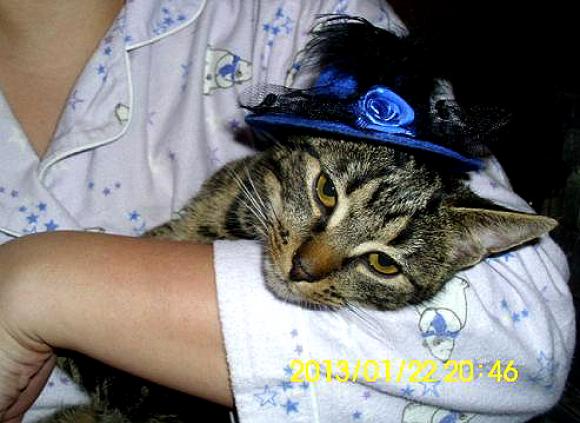 Niedzielne mruczaki. Będzie trudno wybrać NAJKOTA