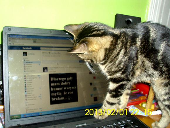 Niedzielne mruczaki. Będzie trudno wybrać NAJKOTA