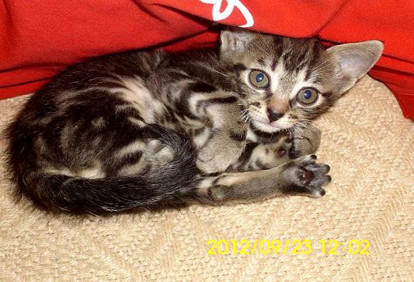 Niedzielne mruczaki. Będzie trudno wybrać NAJKOTA