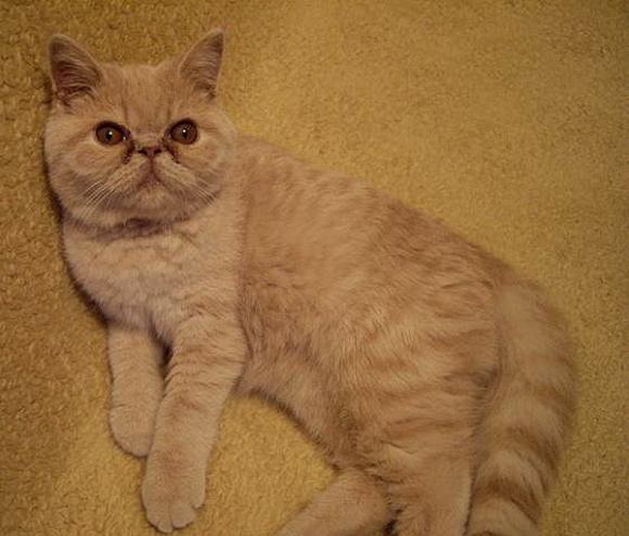 Niedzielne mruczaki. Będzie trudno wybrać NAJKOTA