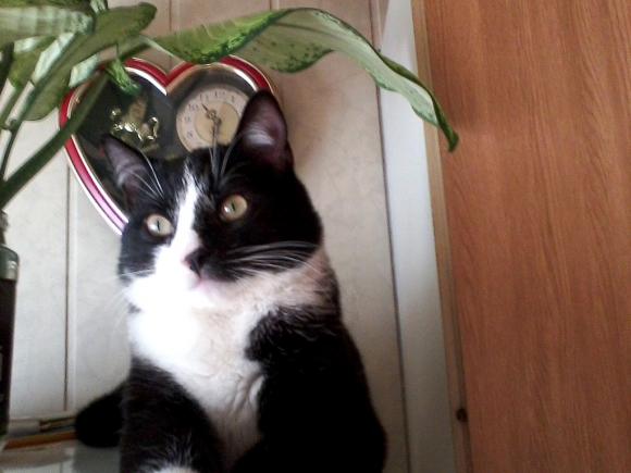 Niedzielne mruczaki. Będzie trudno wybrać NAJKOTA