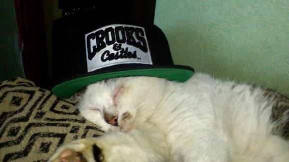 Niedzielne mruczaki. Będzie trudno wybrać NAJKOTA