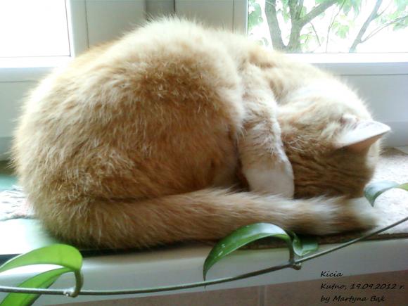 Niedzielne mruczaki. Będzie trudno wybrać NAJKOTA