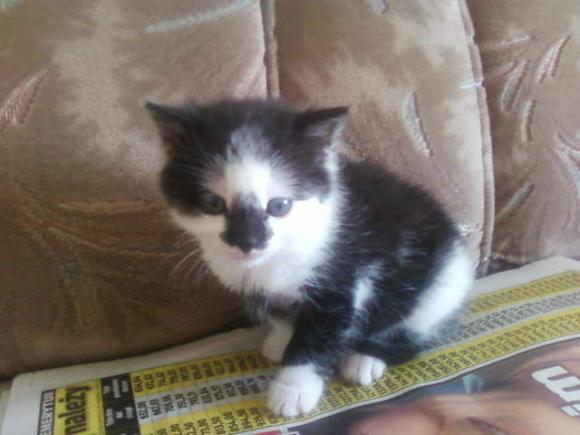 Niedzielne mruczaki. Będzie trudno wybrać NAJKOTA