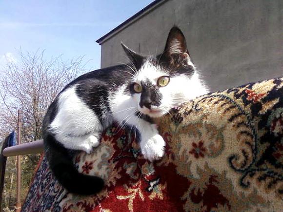 Niedzielne mruczaki. Będzie trudno wybrać NAJKOTA