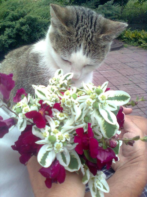 Niedzielne mruczaki. Będzie trudno wybrać NAJKOTA