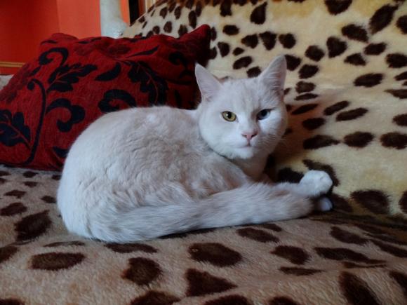 Niedzielne mruczaki. Będzie trudno wybrać NAJKOTA