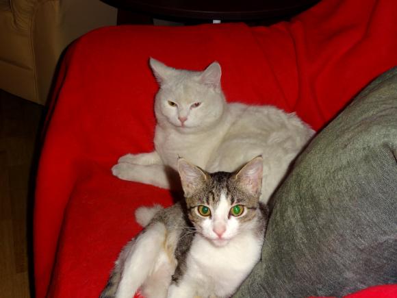 Niedzielne mruczaki. Będzie trudno wybrać NAJKOTA