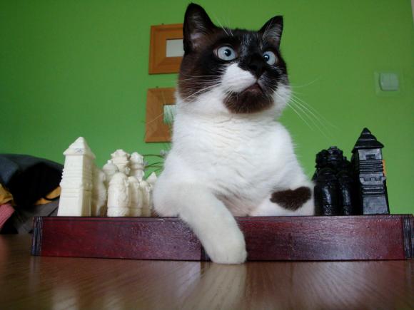 Niedzielne mruczaki. Będzie trudno wybrać NAJKOTA