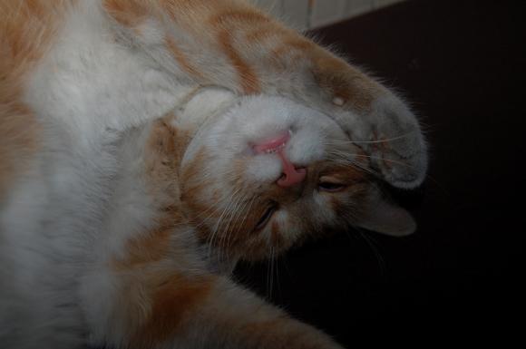 Niedzielne mruczaki. Będzie trudno wybrać NAJKOTA