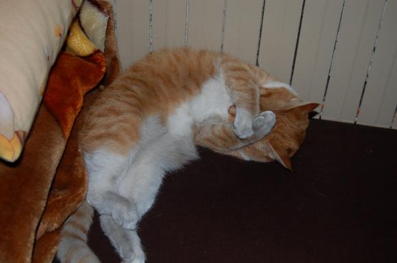 Niedzielne mruczaki. Będzie trudno wybrać NAJKOTA