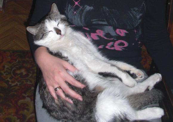 Niedzielne mruczaki. Będzie trudno wybrać NAJKOTA