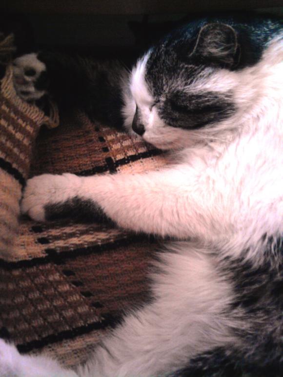 Niedzielne mruczaki. Będzie trudno wybrać NAJKOTA