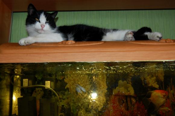 Niedzielne mruczaki. Będzie trudno wybrać NAJKOTA