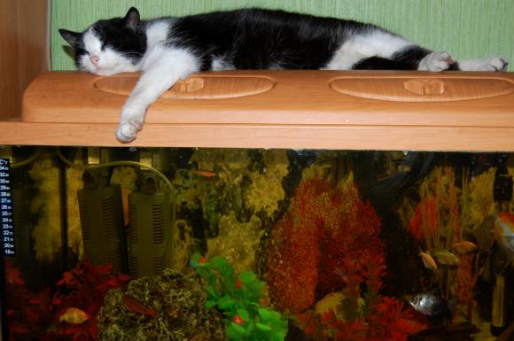 Niedzielne mruczaki. Będzie trudno wybrać NAJKOTA