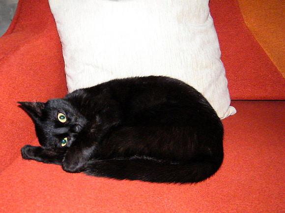 Niedzielne mruczaki. Będzie trudno wybrać NAJKOTA