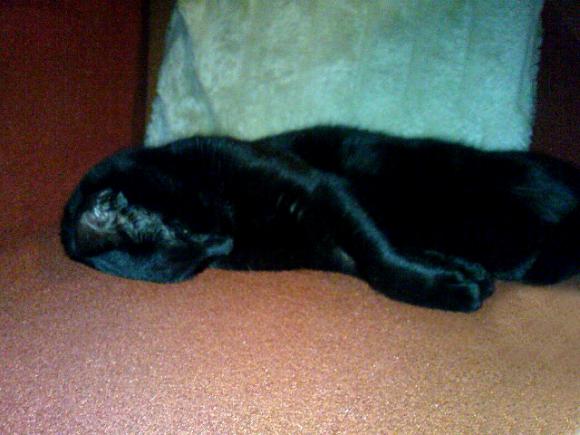 Niedzielne mruczaki. Będzie trudno wybrać NAJKOTA