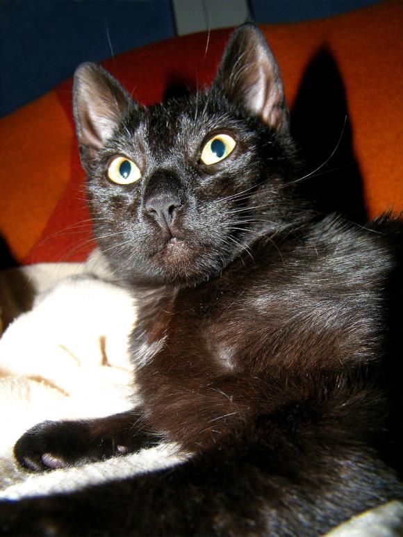 Niedzielne mruczaki. Będzie trudno wybrać NAJKOTA