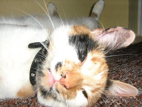 Niedzielne mruczaki. Będzie trudno wybrać NAJKOTA