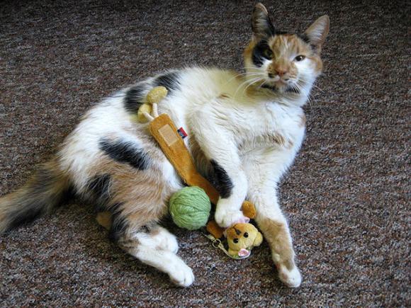 Niedzielne mruczaki. Będzie trudno wybrać NAJKOTA